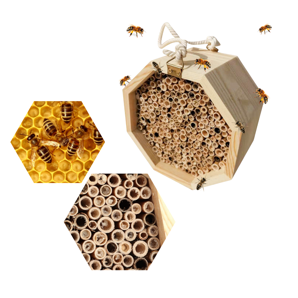 Casa delle api in legno esagonale - Ozerty