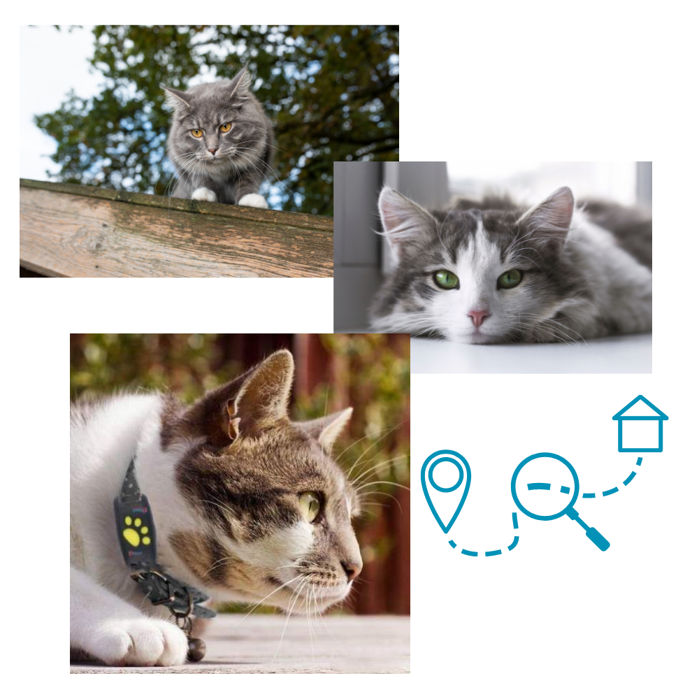 Collare di localizzazione GPS per animali domestici